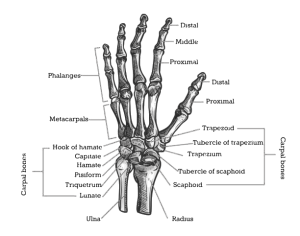 Hand & Wrist - Dr David Bradshaw